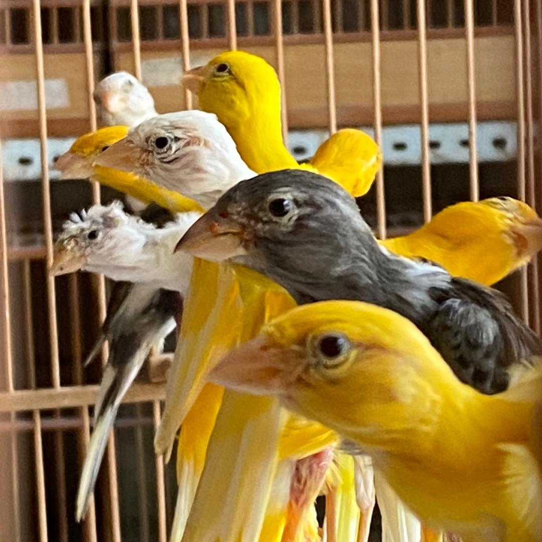 没有舞台的小丑