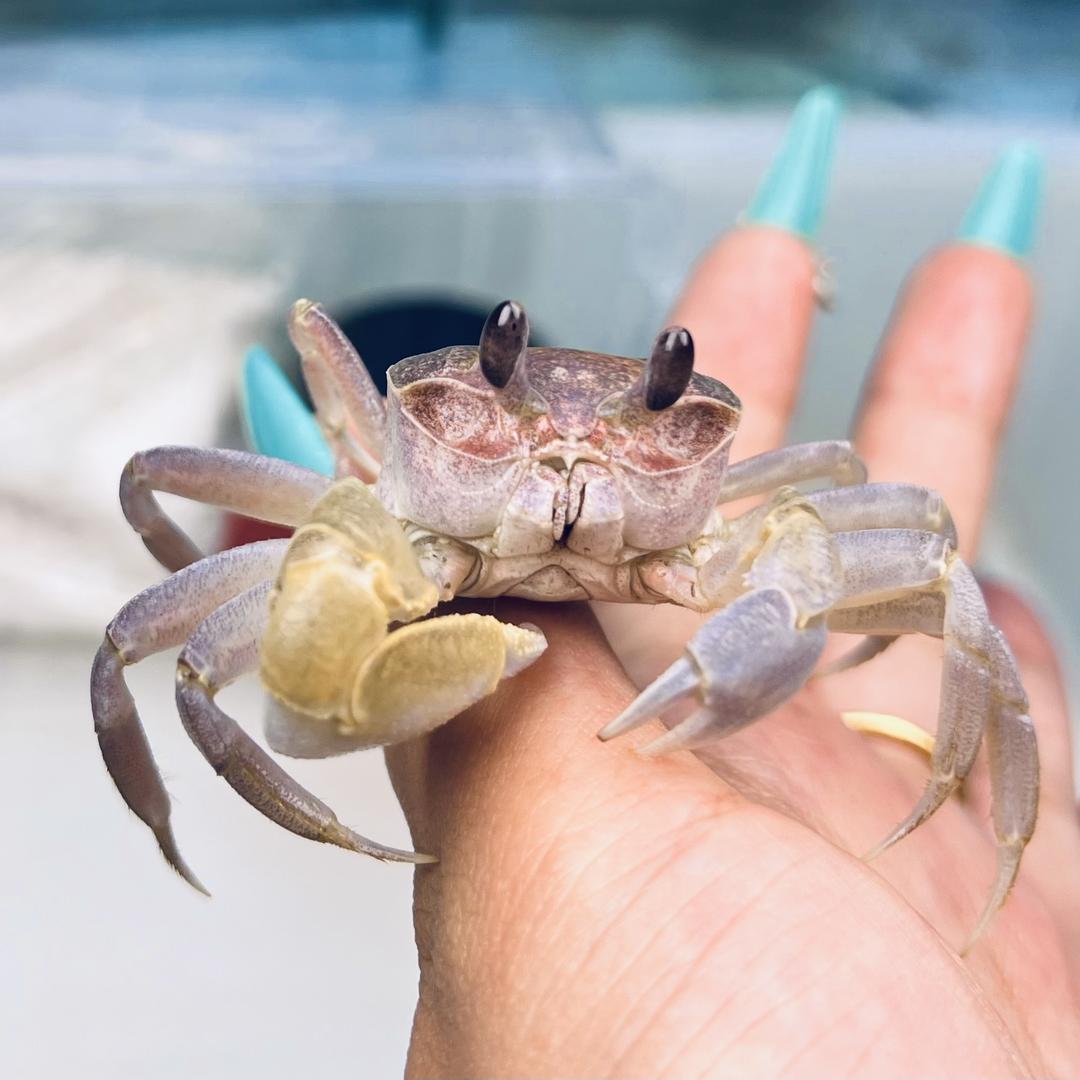 嘉嘉水族萌宠馆直播号