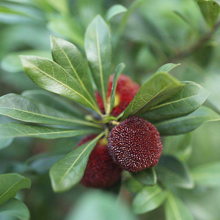 研究生仙居杨梅