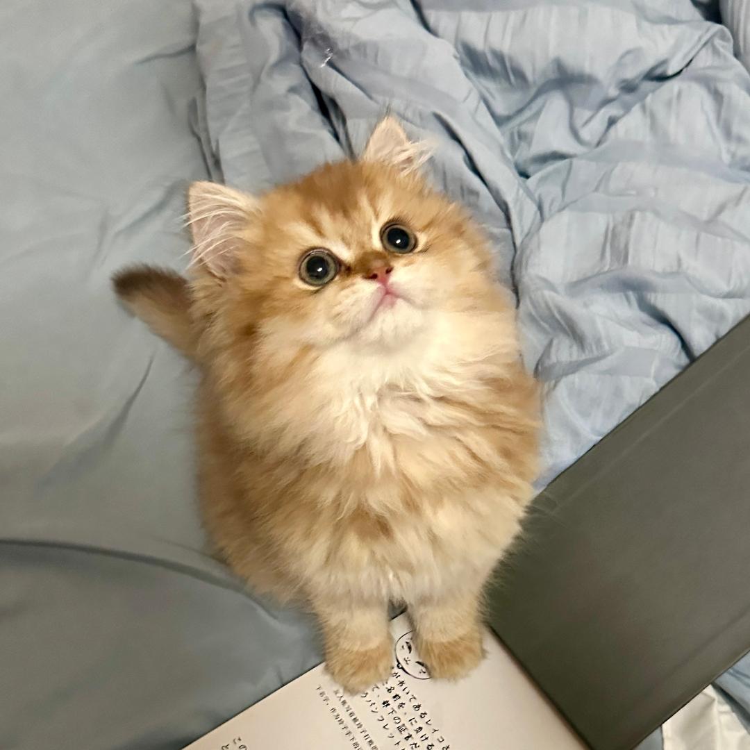 旺旺小贝