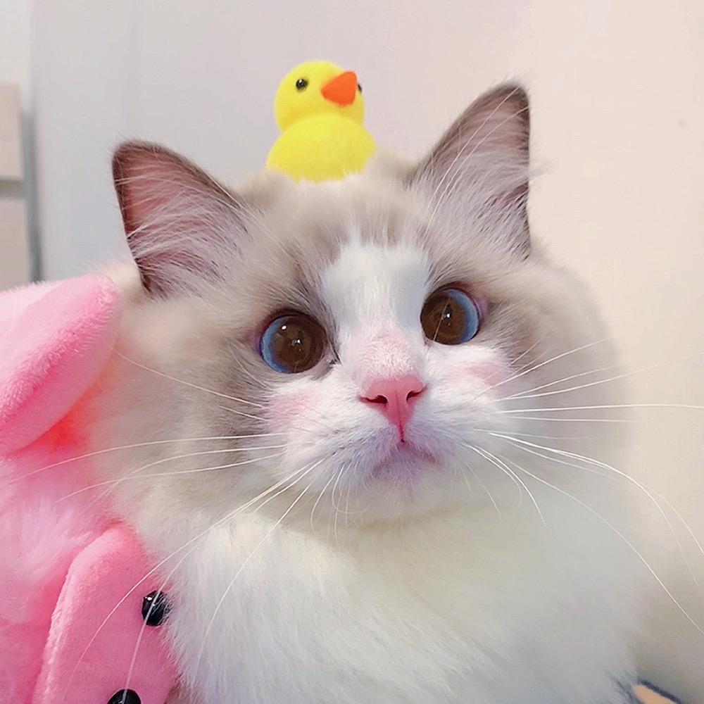 尼尼酱的小可爱@抖音