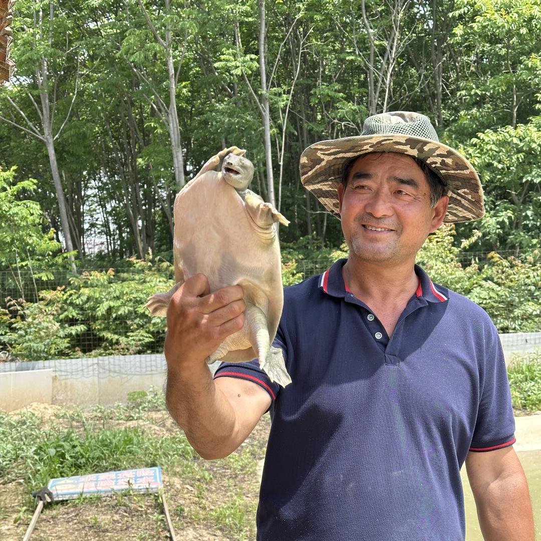 常德美港湖生态甲鱼优品店