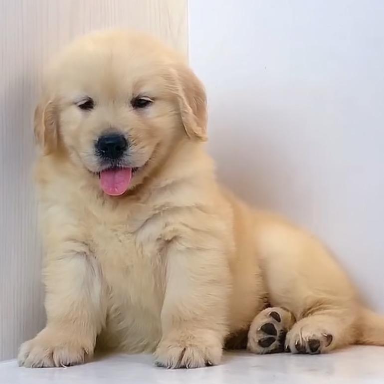 犬猫乐园