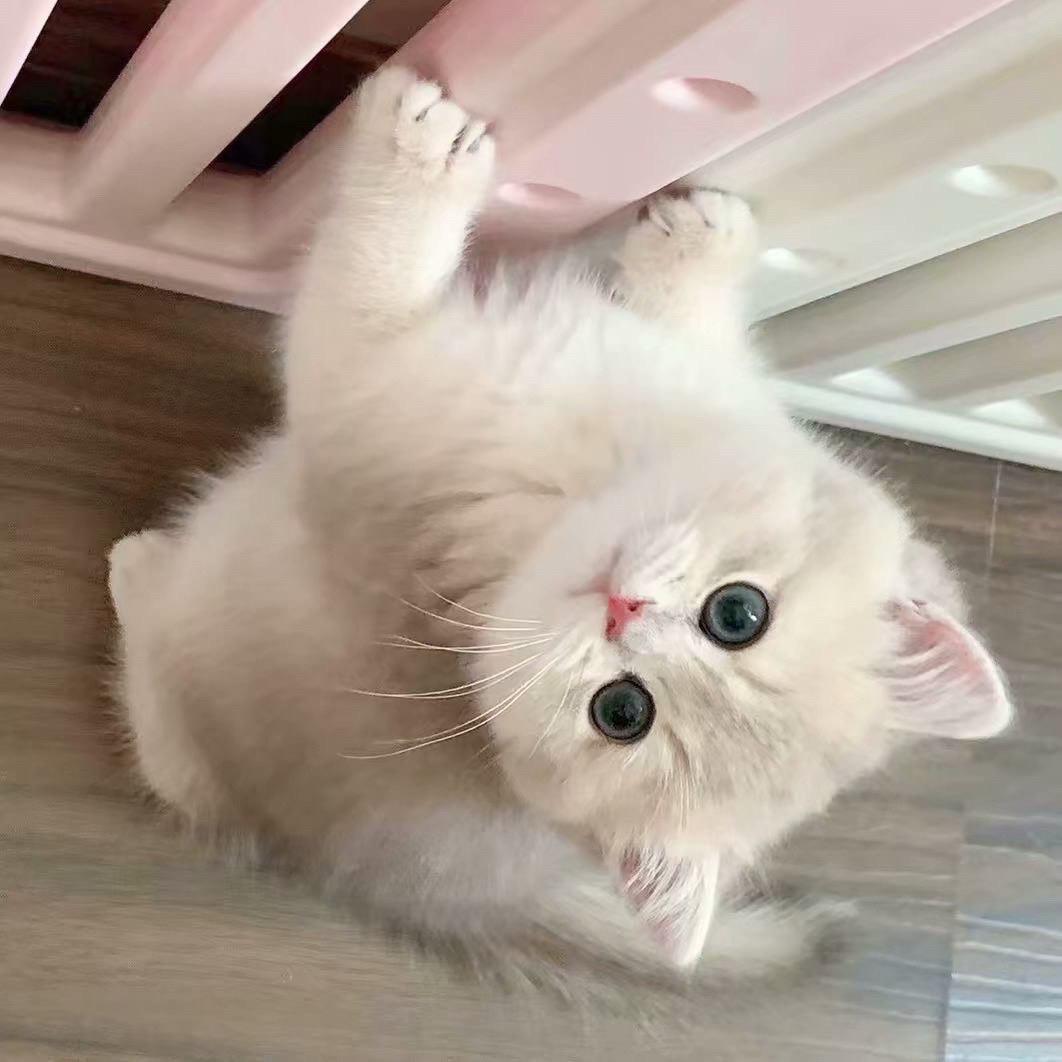 不吃鸡蛋🥚