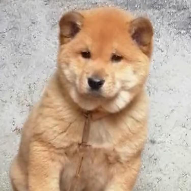 小黎中华原生态田园犬养殖