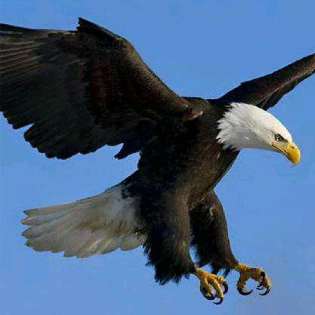 🦅🦅🦅