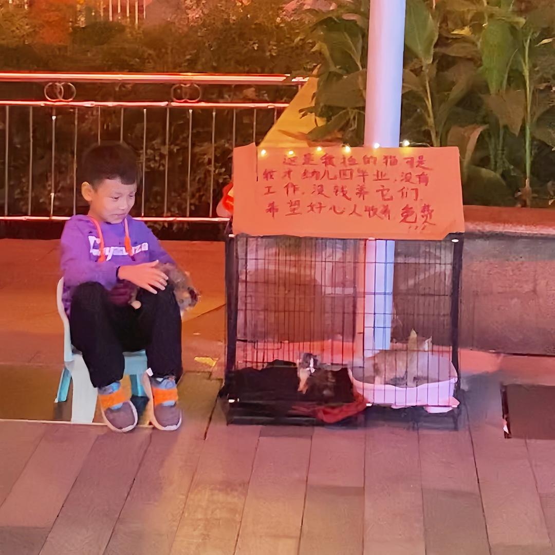 压岁钱养猫的小孩哥