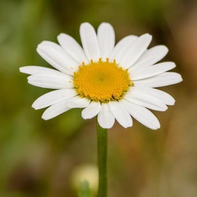 冰是睡着的水🌻