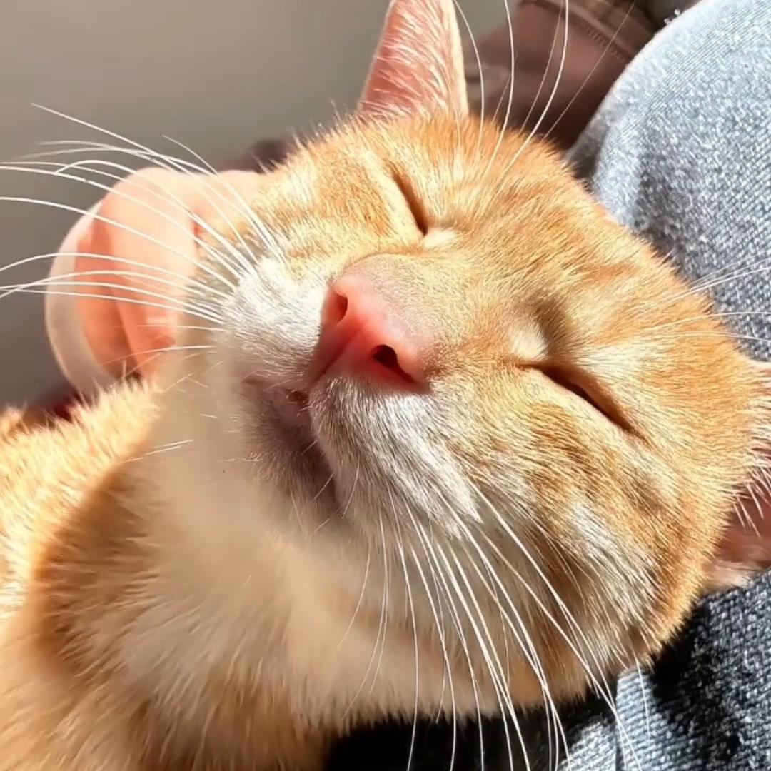 😘猫咪🍣