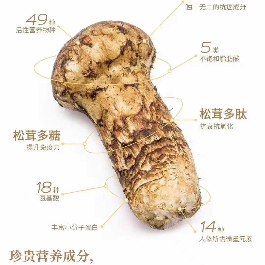 益鑫参茸土特产