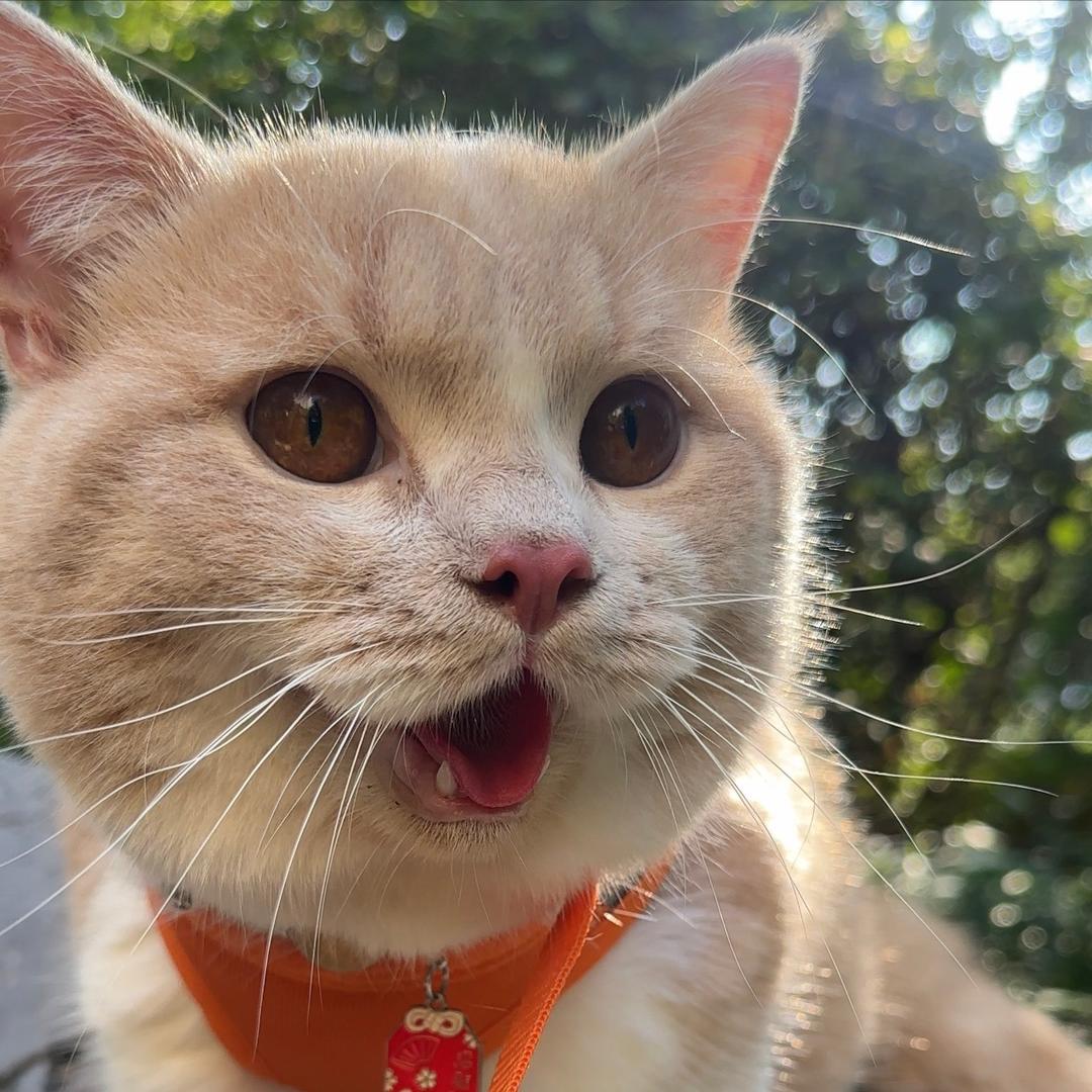哆来咪咪