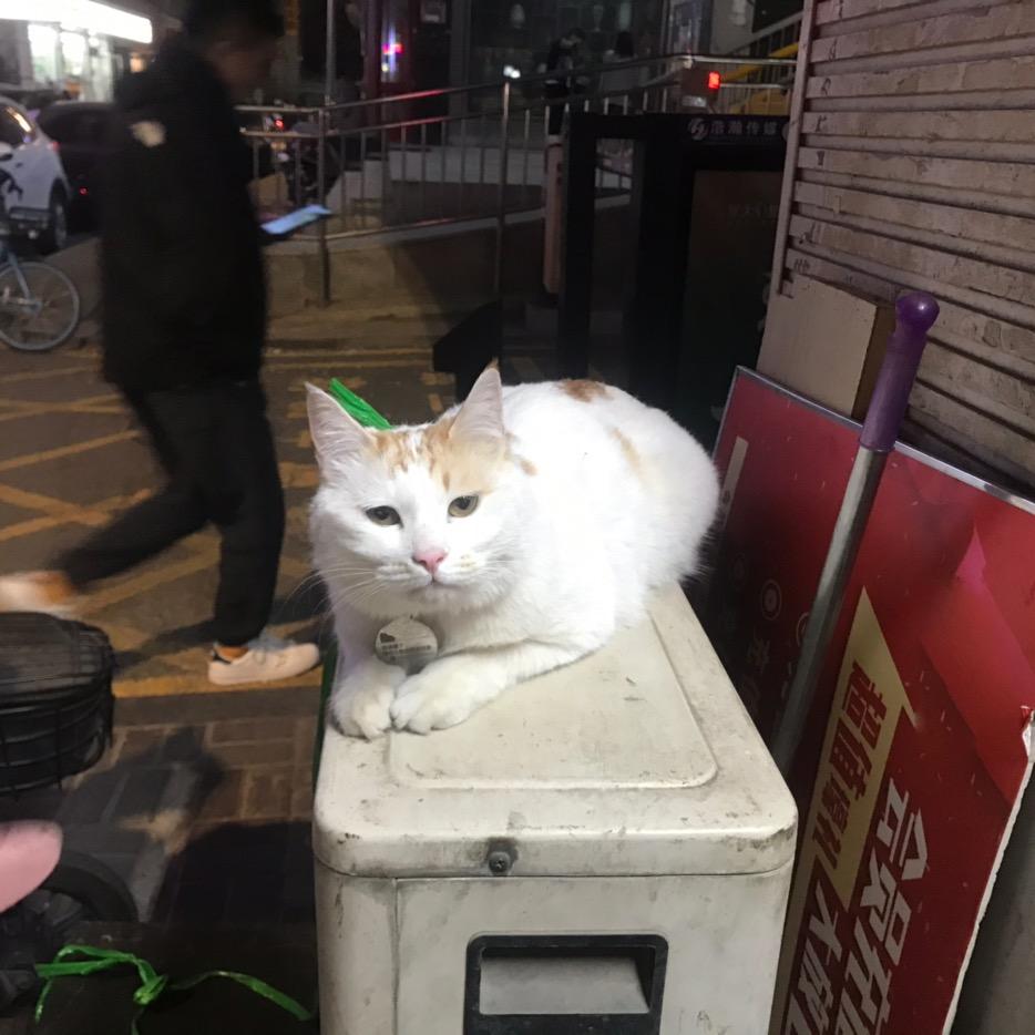 蓝眼睛咪咪
