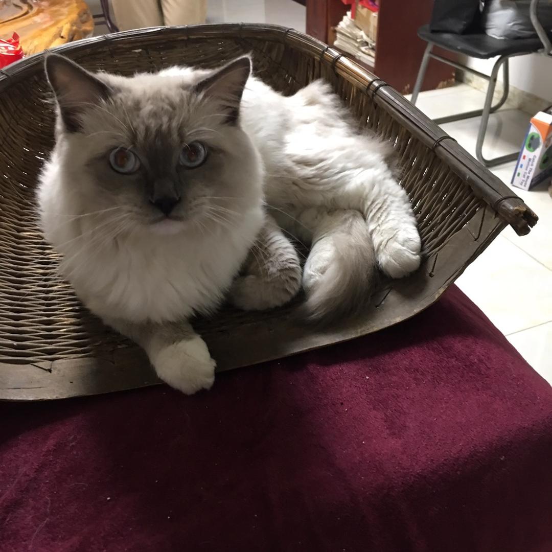 猫猫-骏赤飞