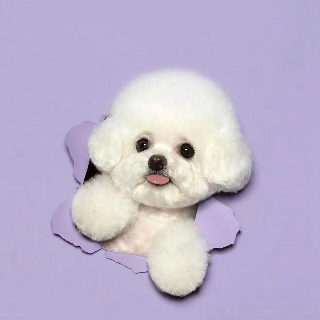 🧀小熊肉丝🐶
