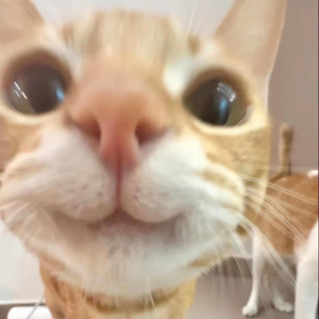 小汪崽