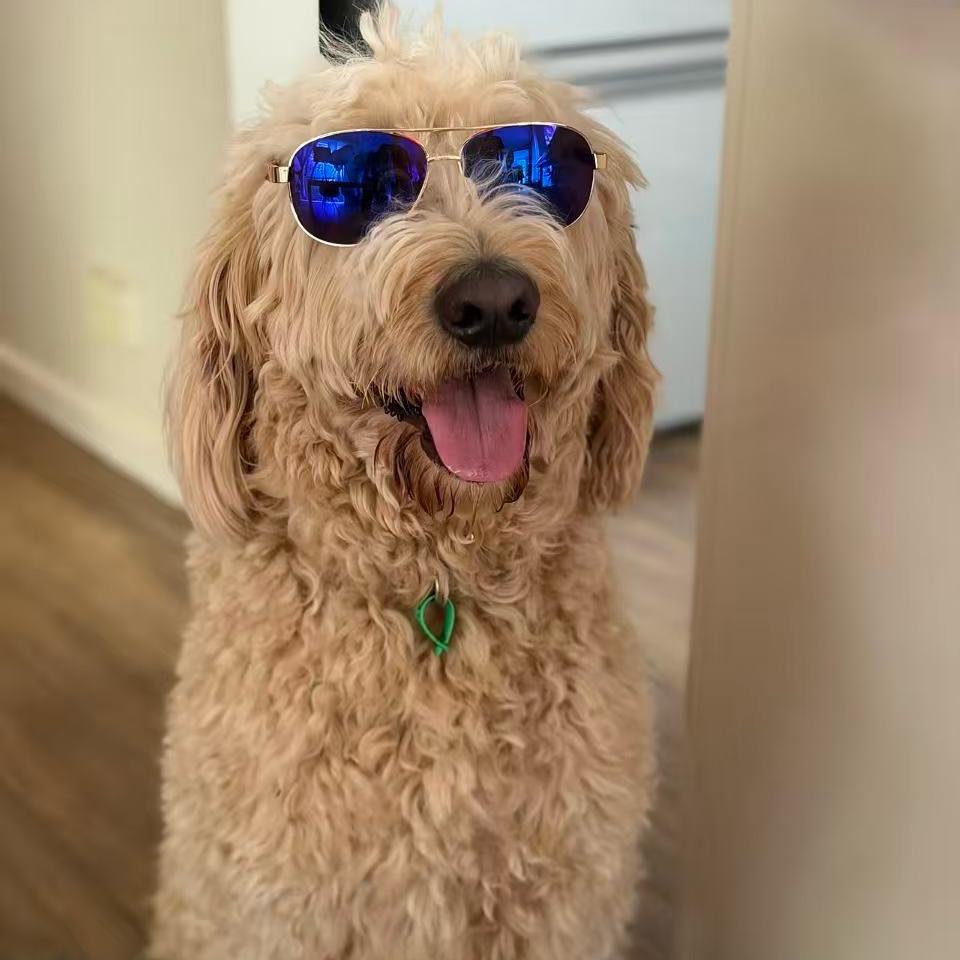 洁森AI🐻又菜又爱玩