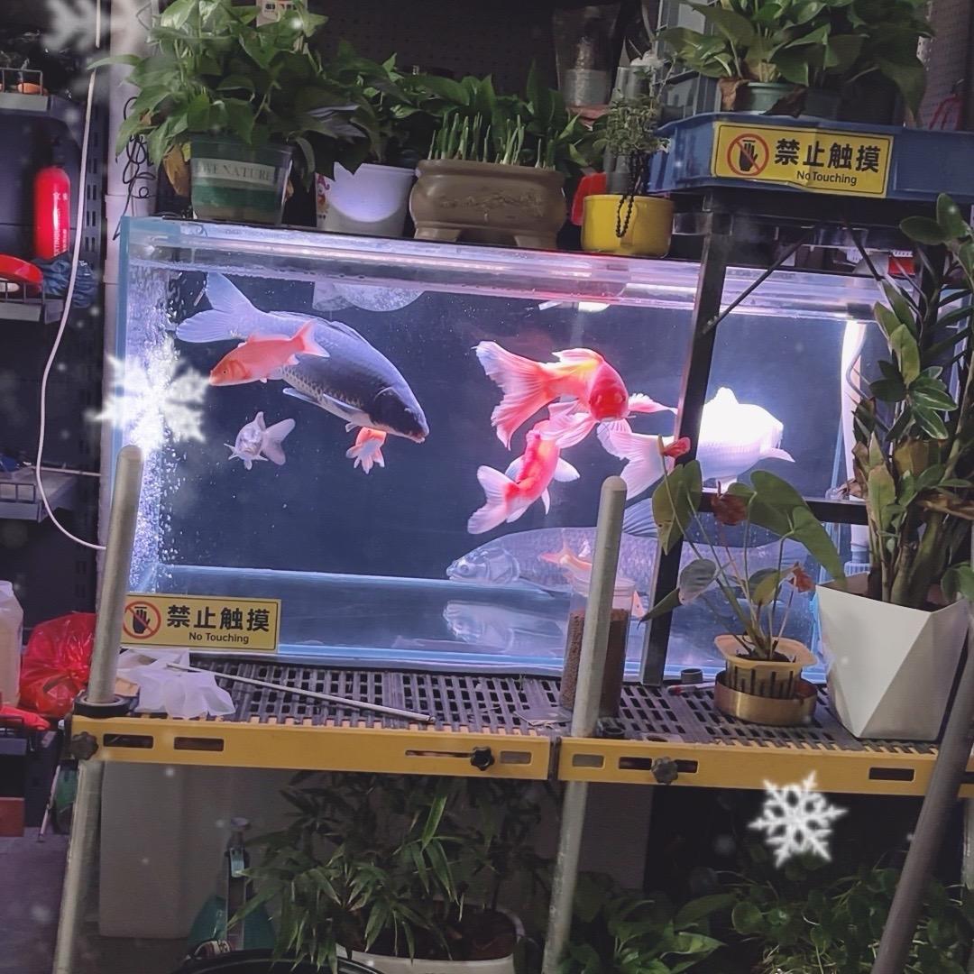 爱上养鱼的海升老板