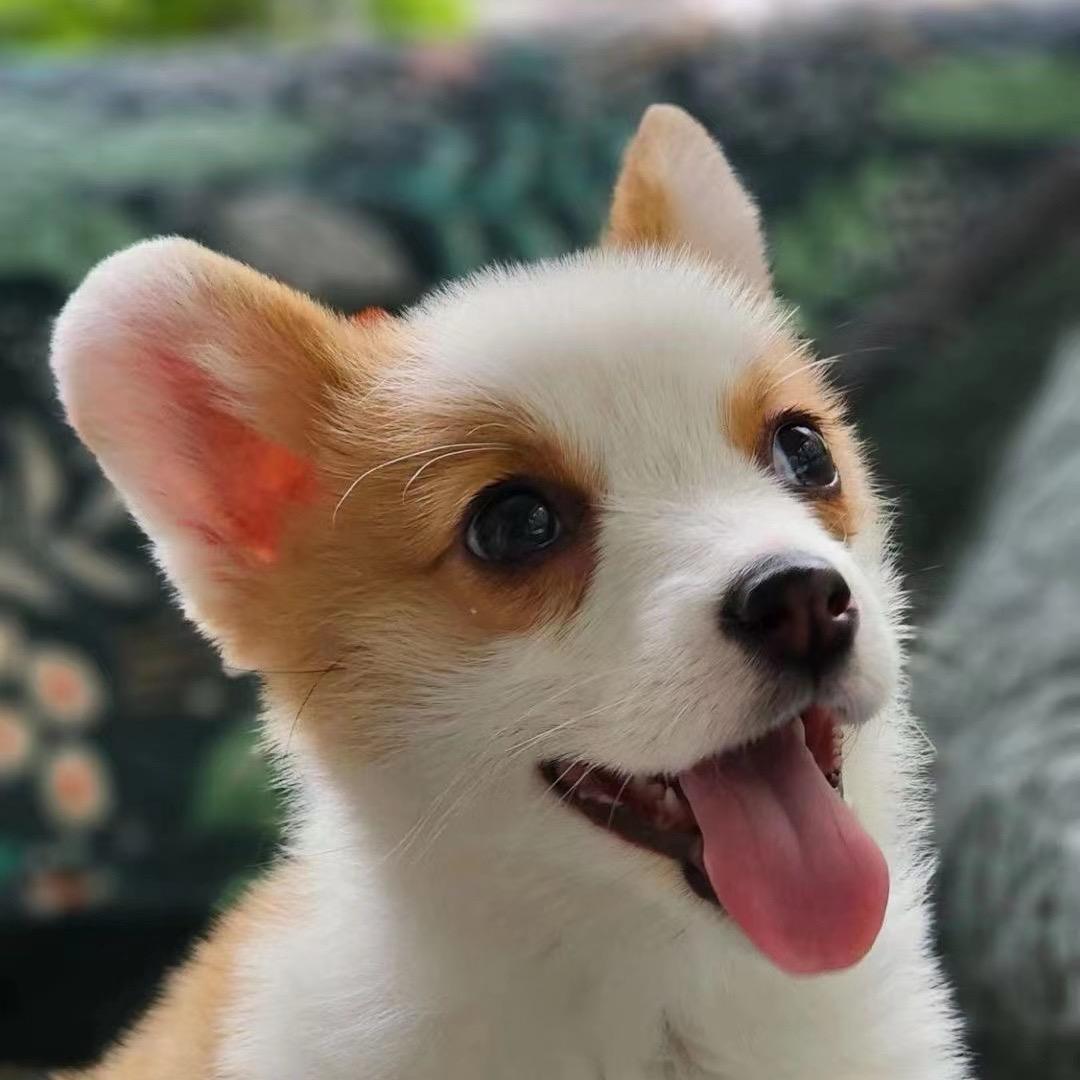 阿凡达