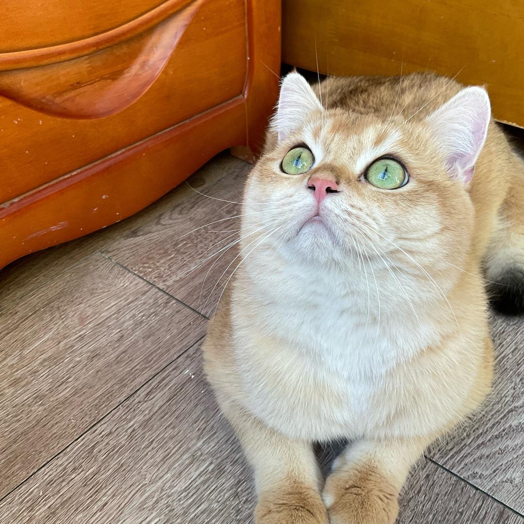 小福袋🧧