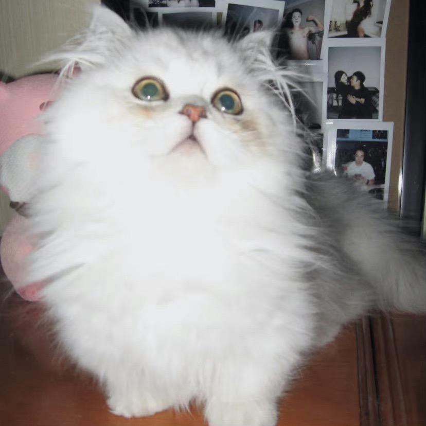 咕咕鸡