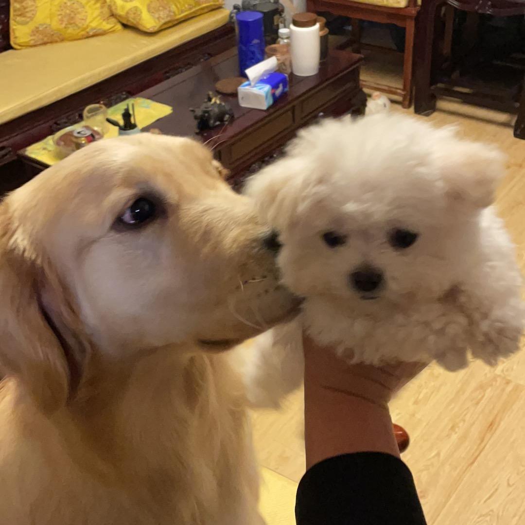 哥哥，妹妹和🐶