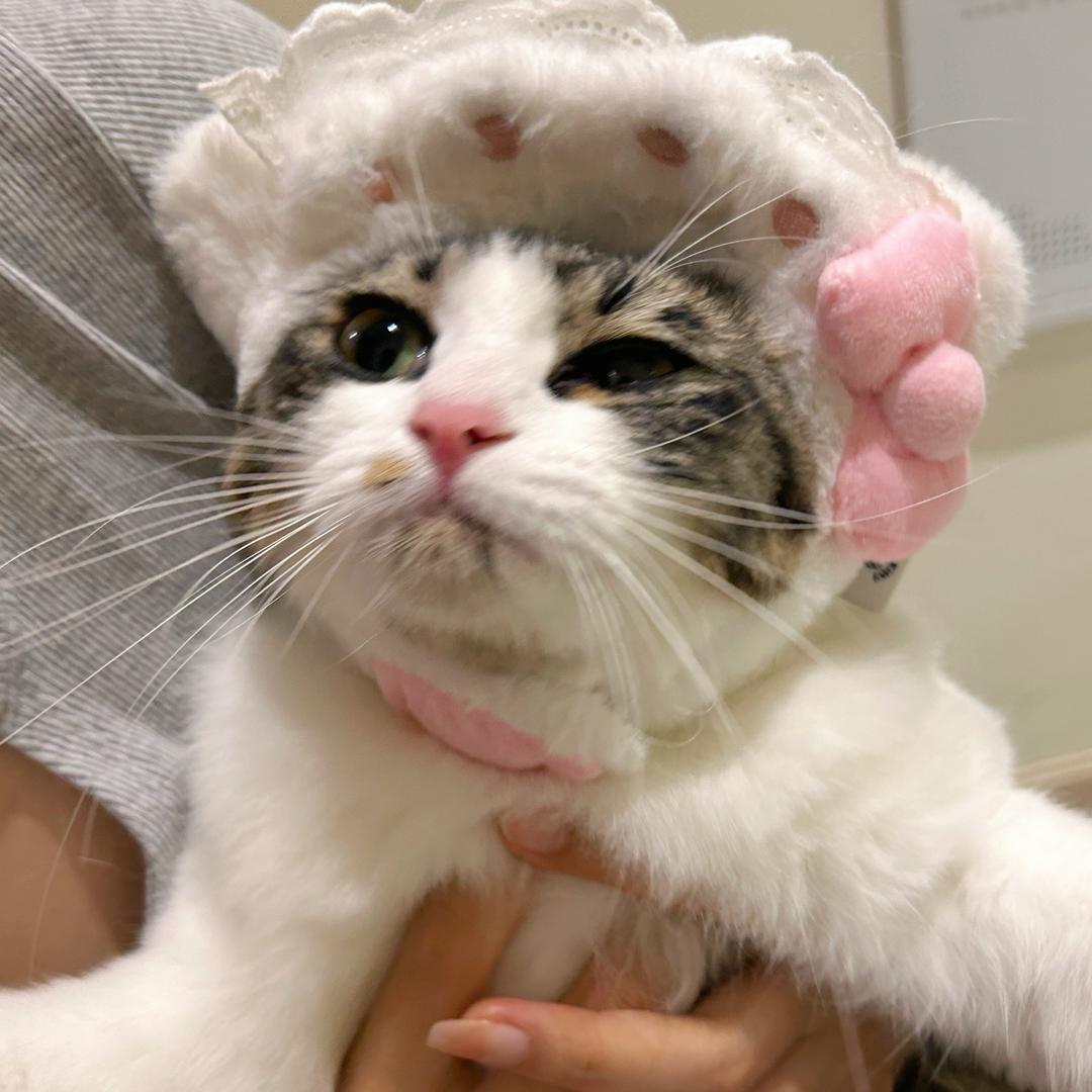 晚睡软骨小猫🐱