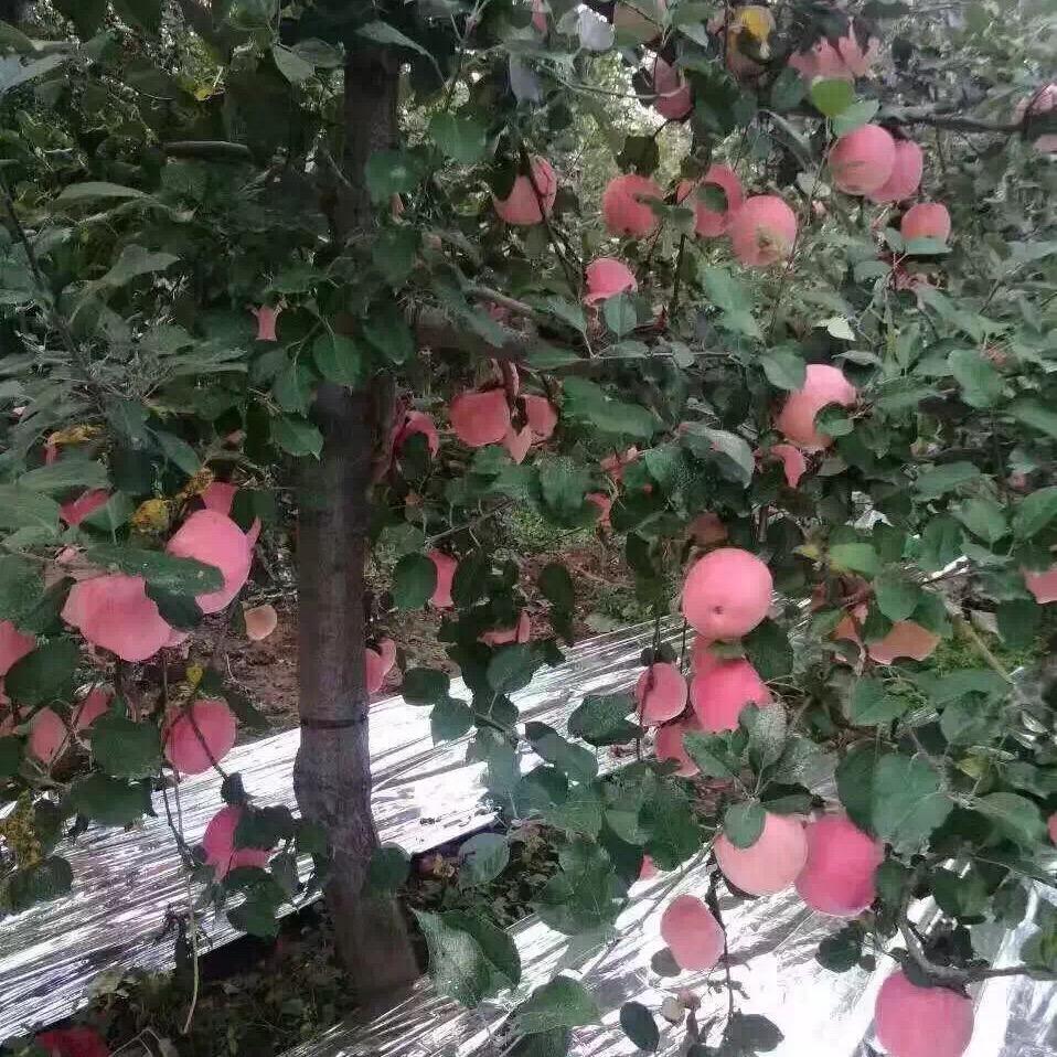 恋旧999