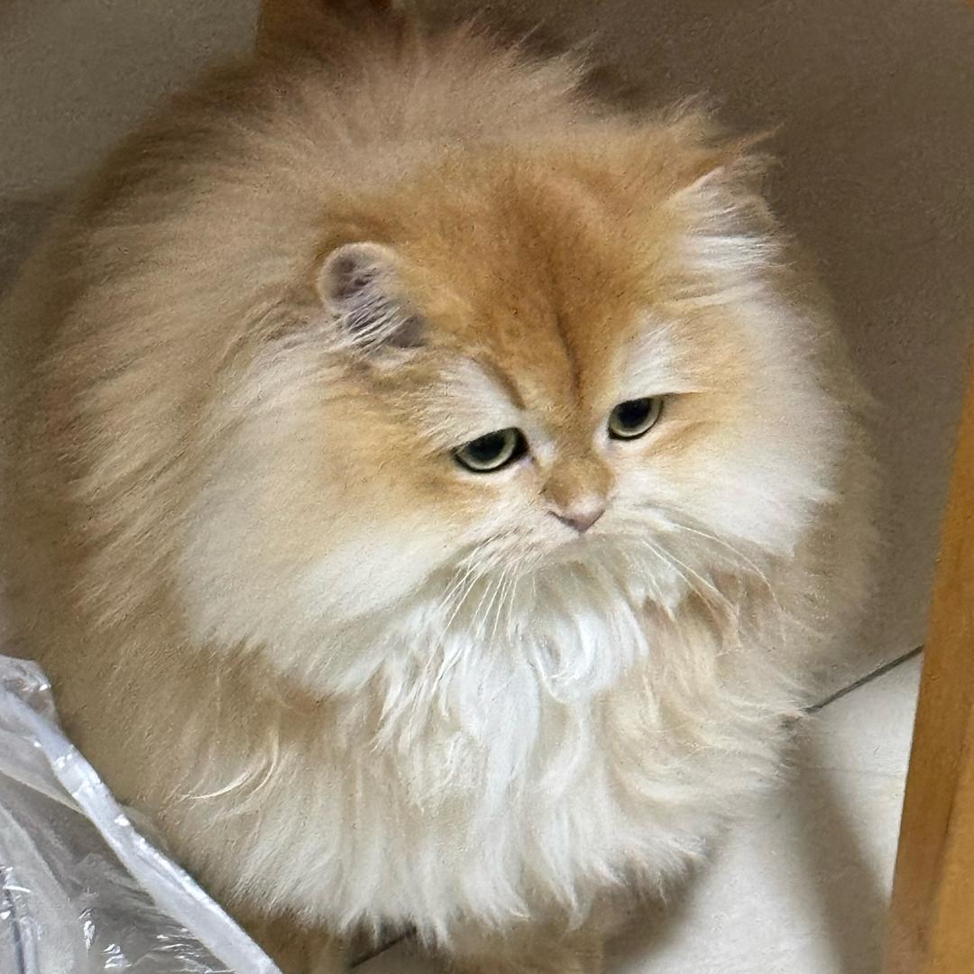 清梨