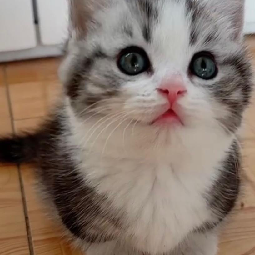 三三猫舍