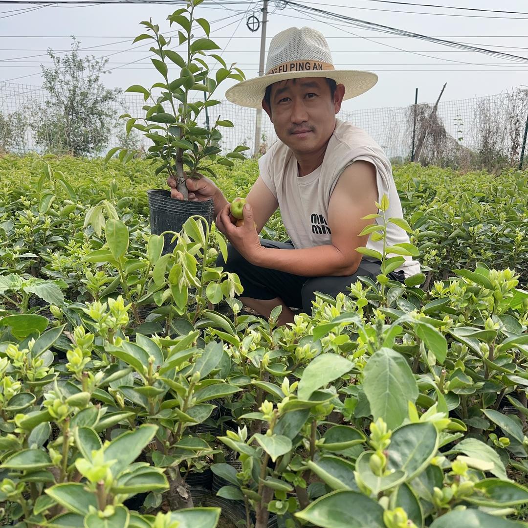 衫茂果树苗木专营店