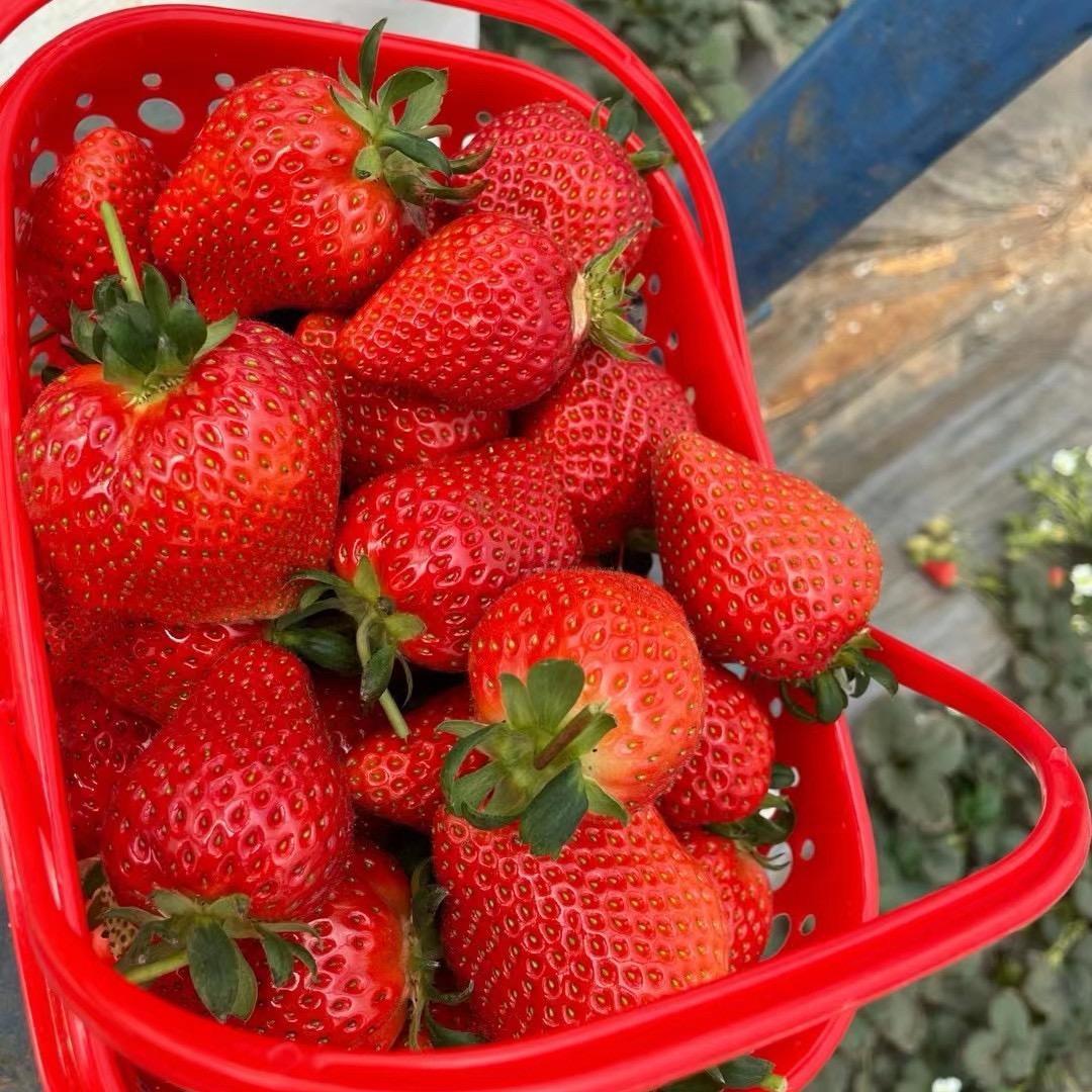 云南泥脚杆（线下水果零售采摘）