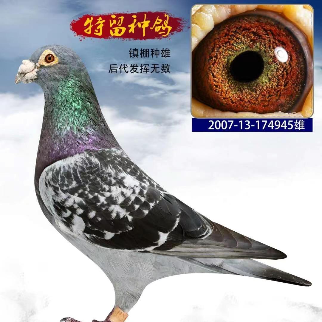 闽北小马鸽