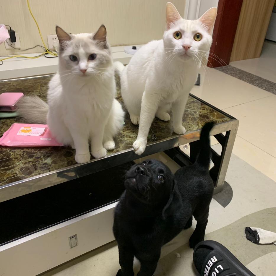 汤圆是个小狗狗