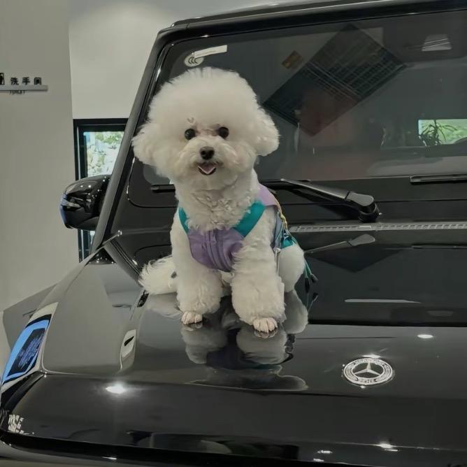 至尊宝🏸🏍️