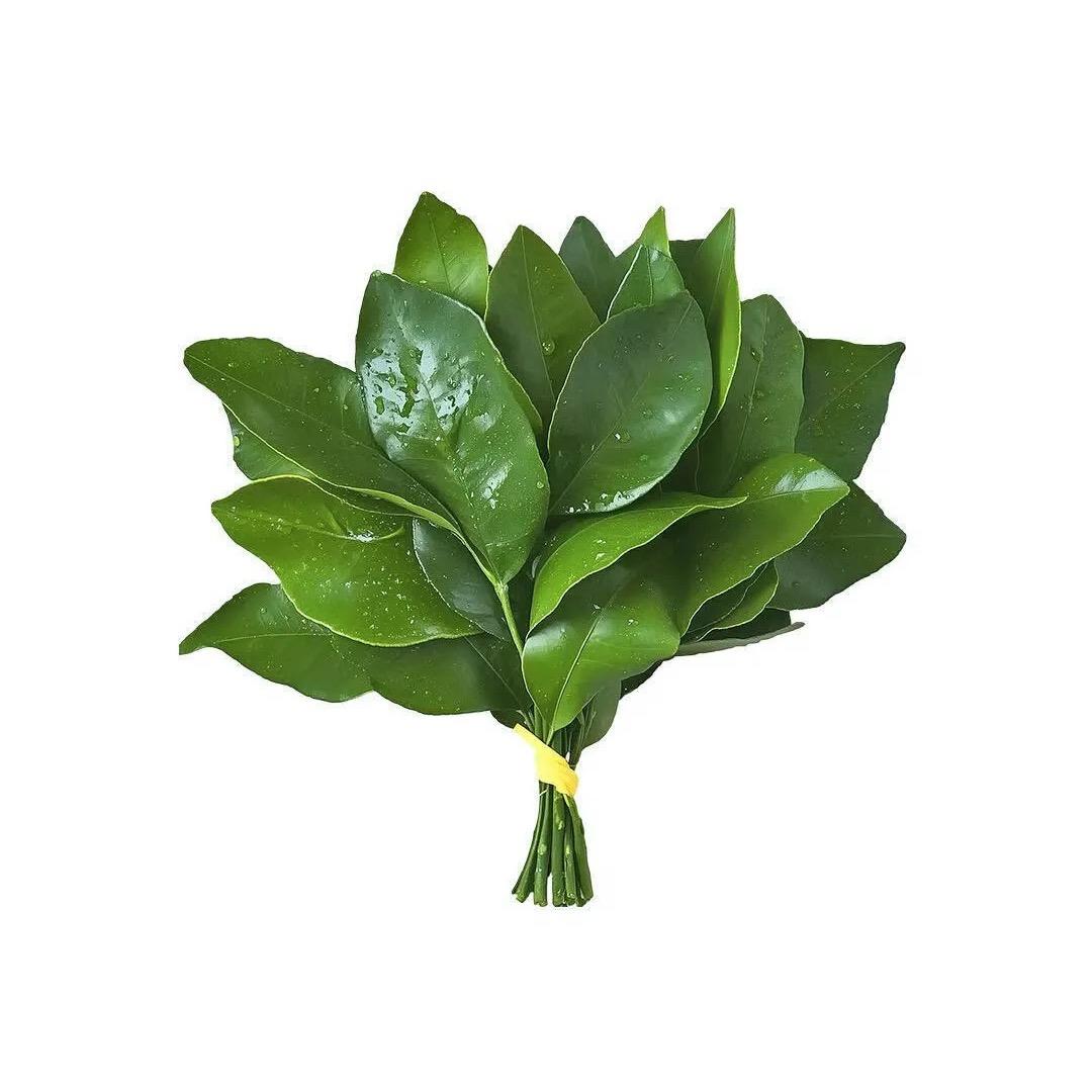 白菜公主🍟