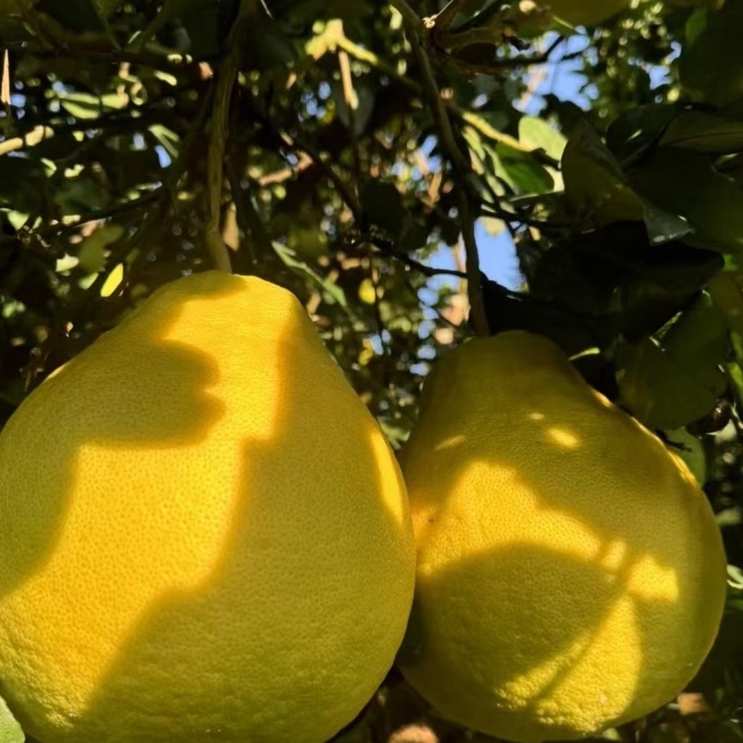 景洪雅景综合生活坊