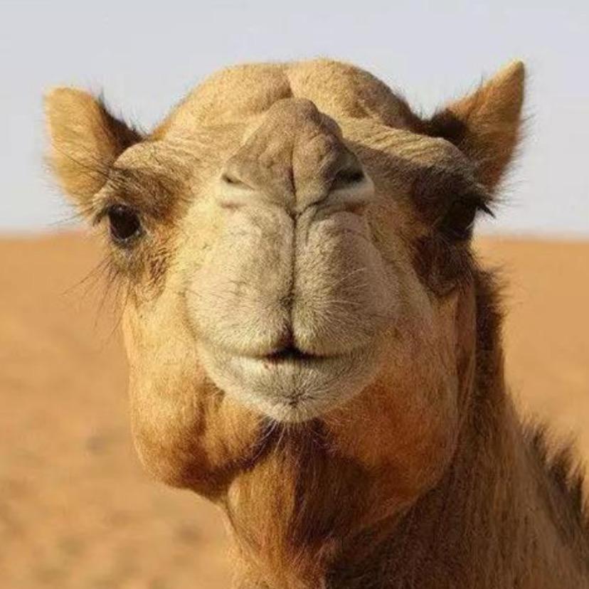 🐪骆驼🐫