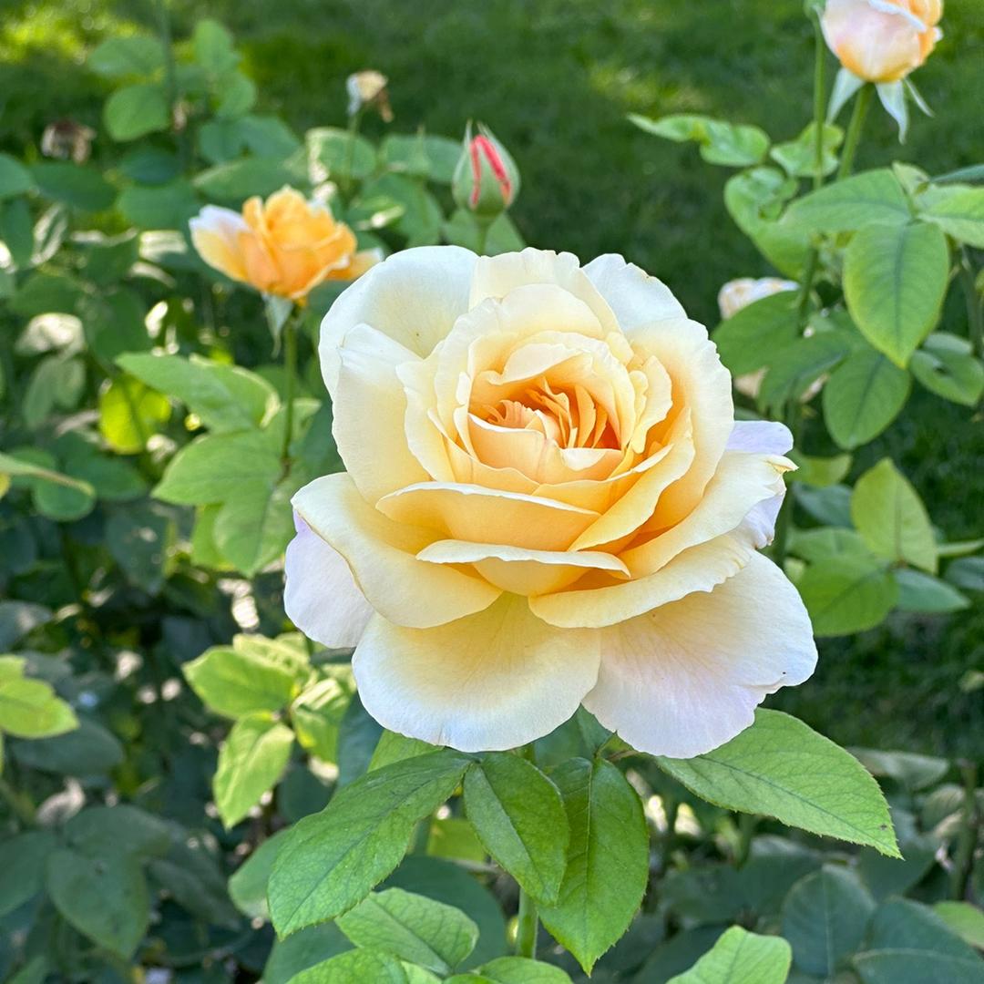 A花开富贵