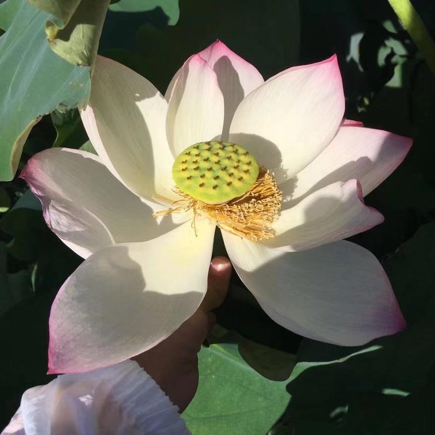 惠来县周同学精选百货商行