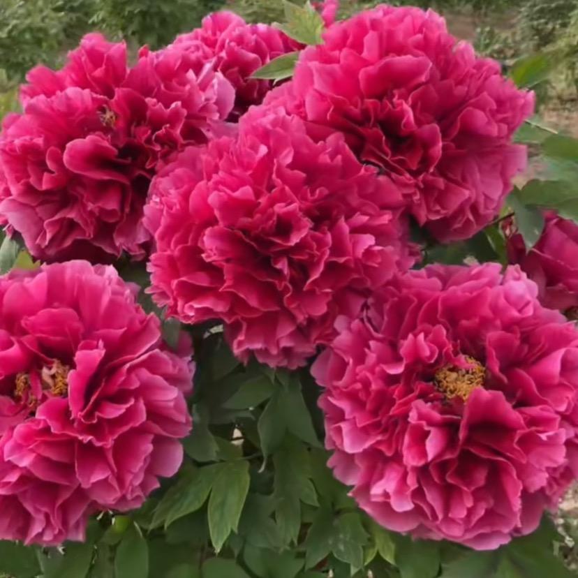 冠群芳牡丹