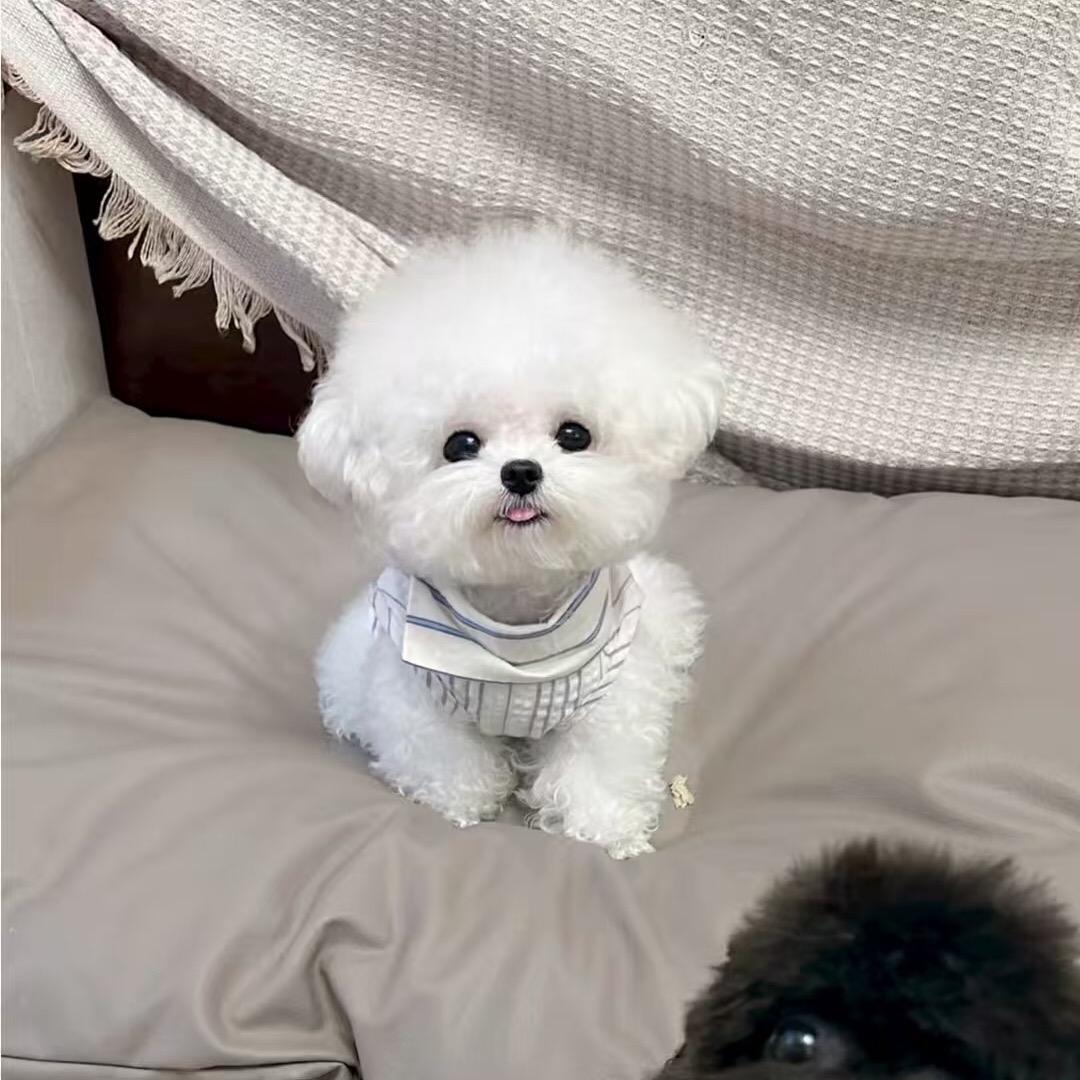 江至文化-宠爱的小比熊