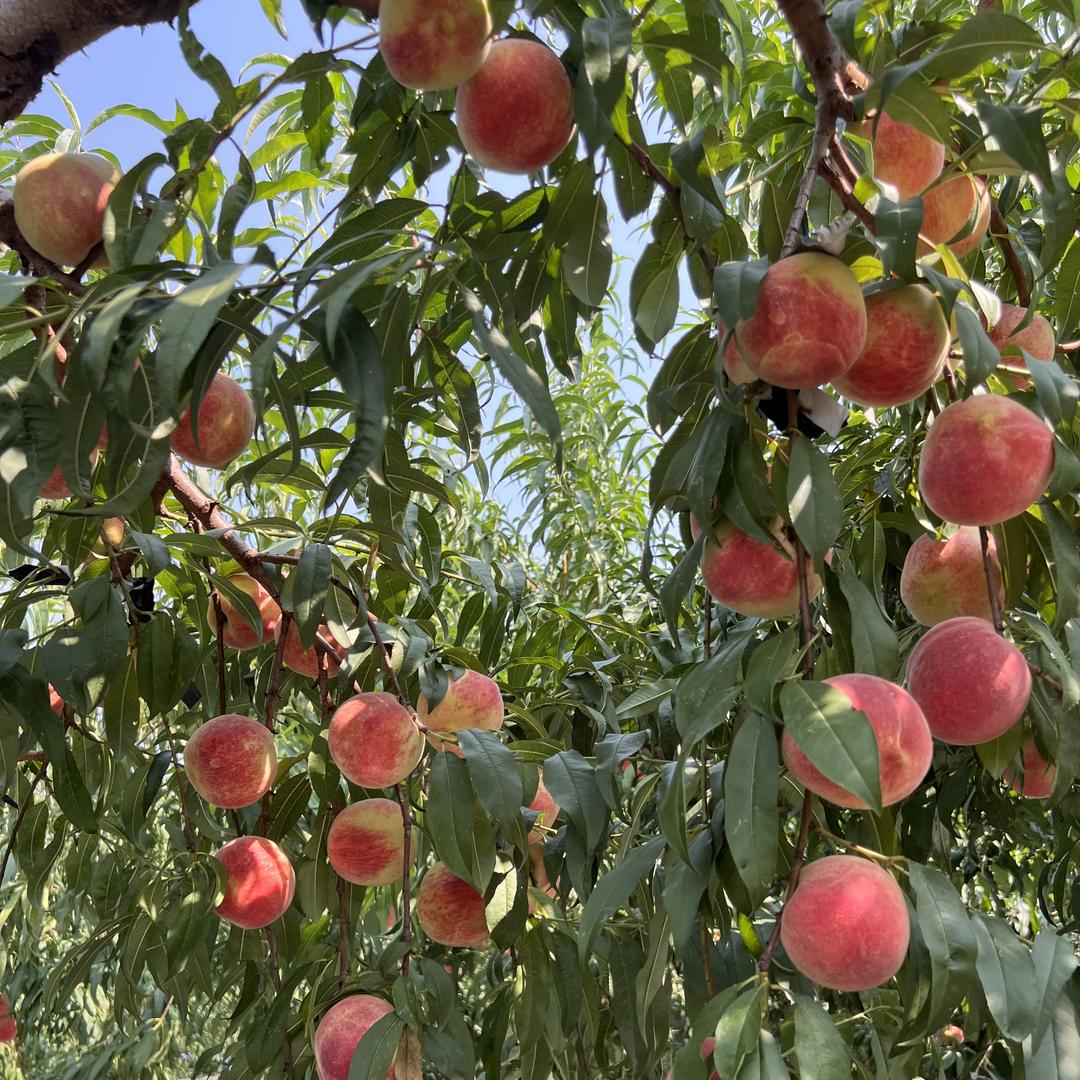 二妮生鲜供应链