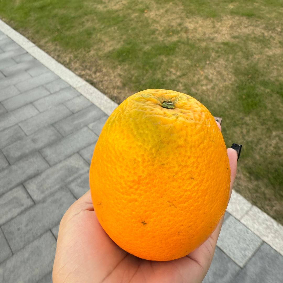 小陈不吃橙子