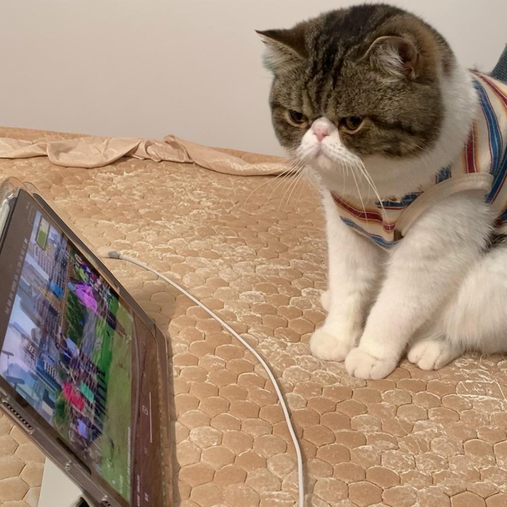 招财小龙福 ꉂ ･ ･ ིྀฅ