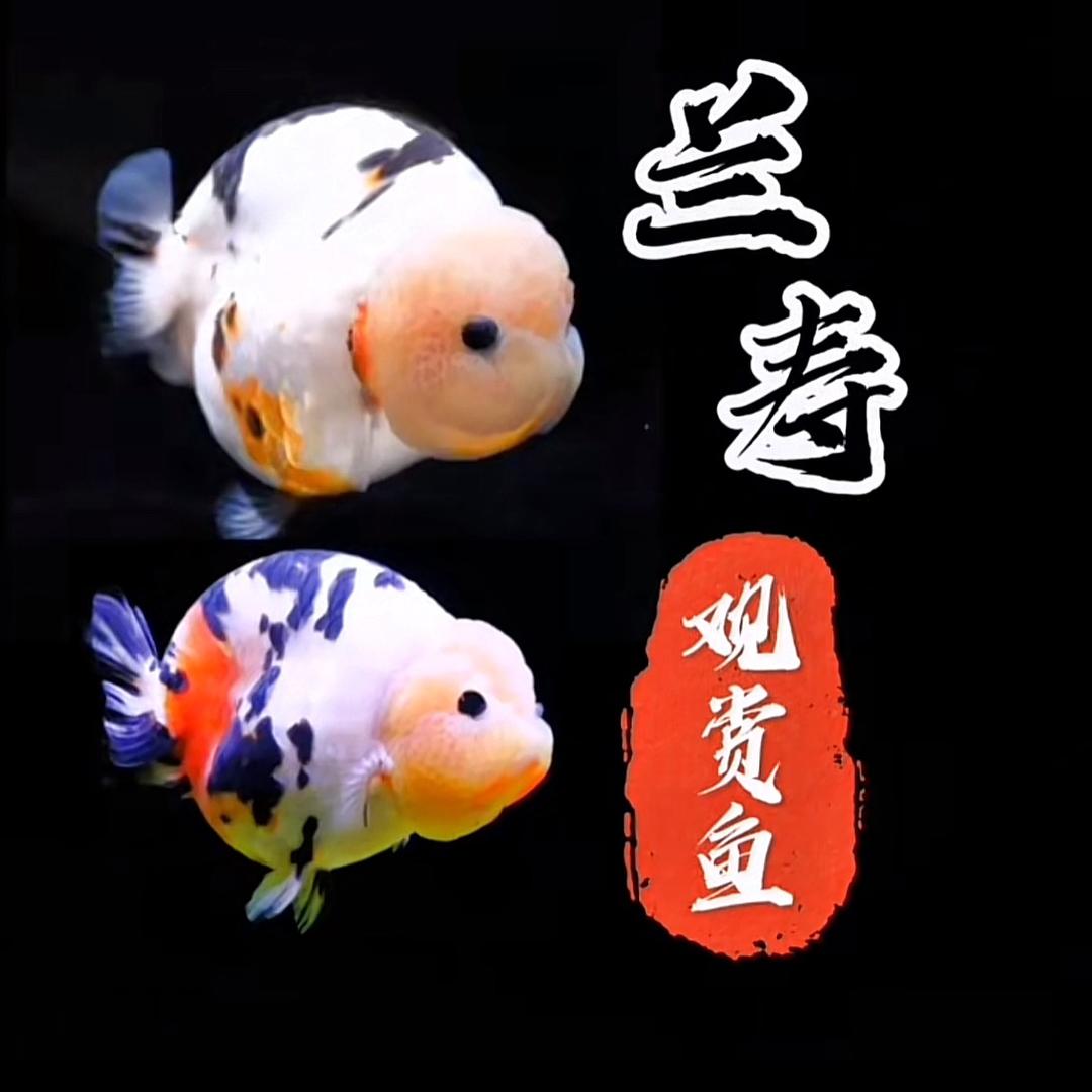 一坨潘氏兰寿