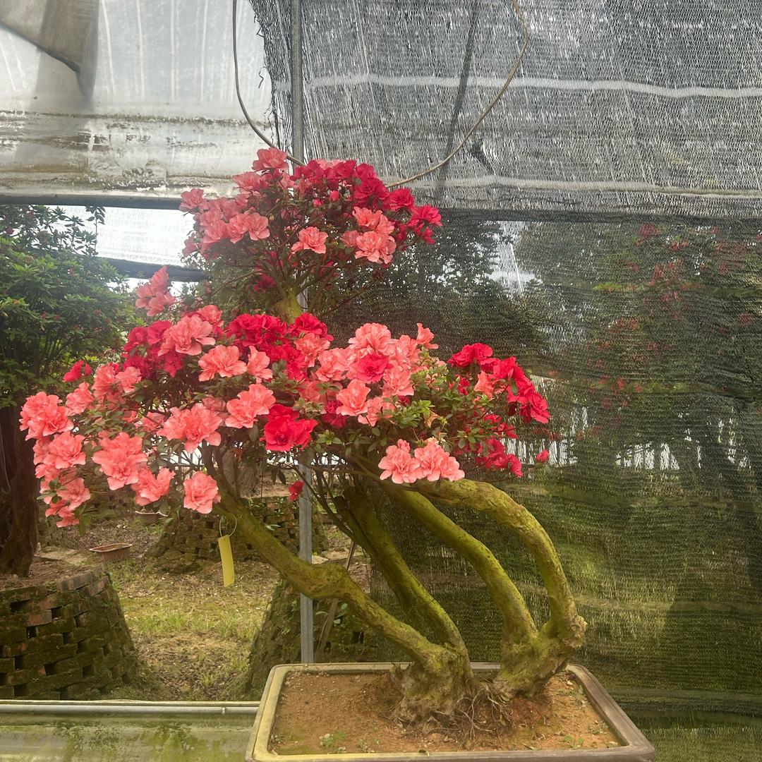 云之梦桂花基地