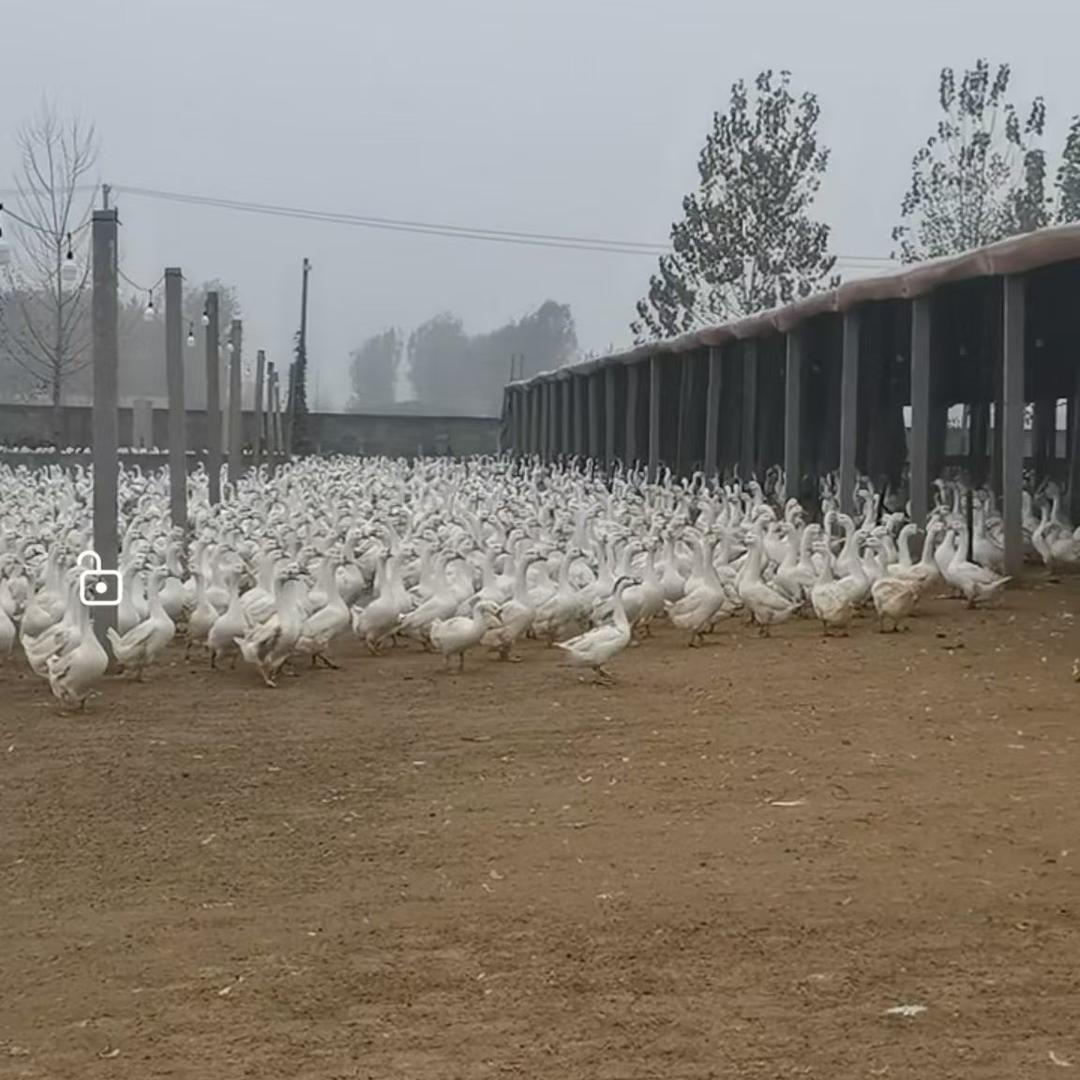 鲁西南源头鹅场