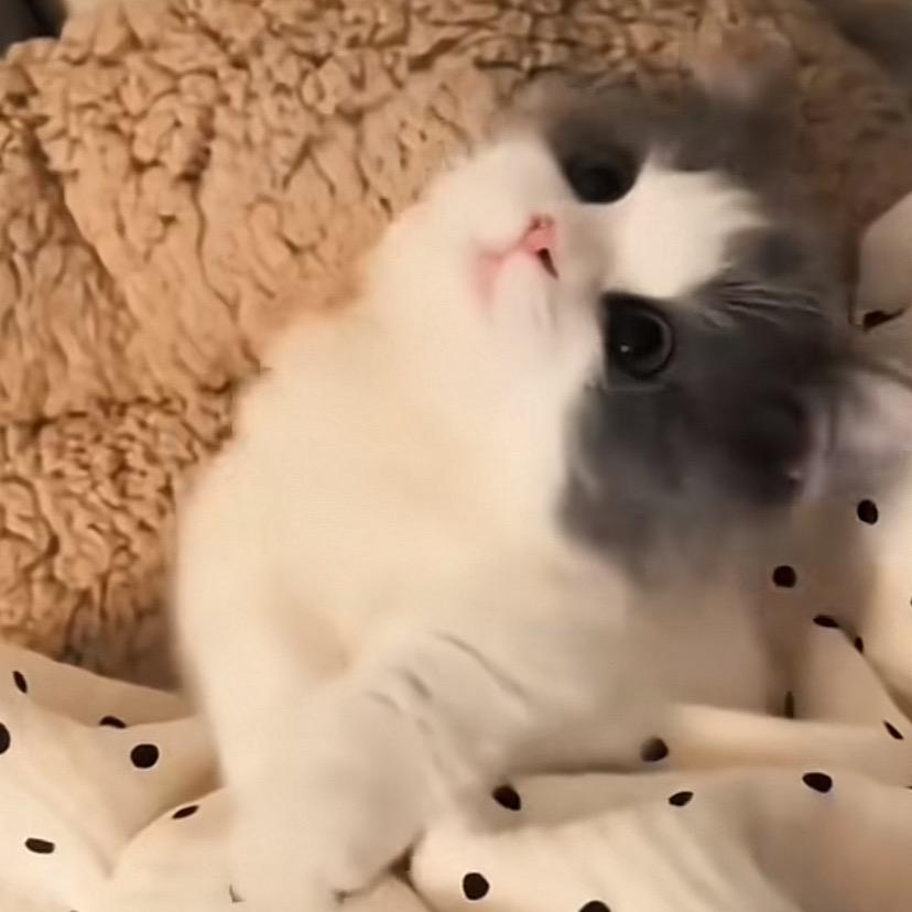 凯凯猫