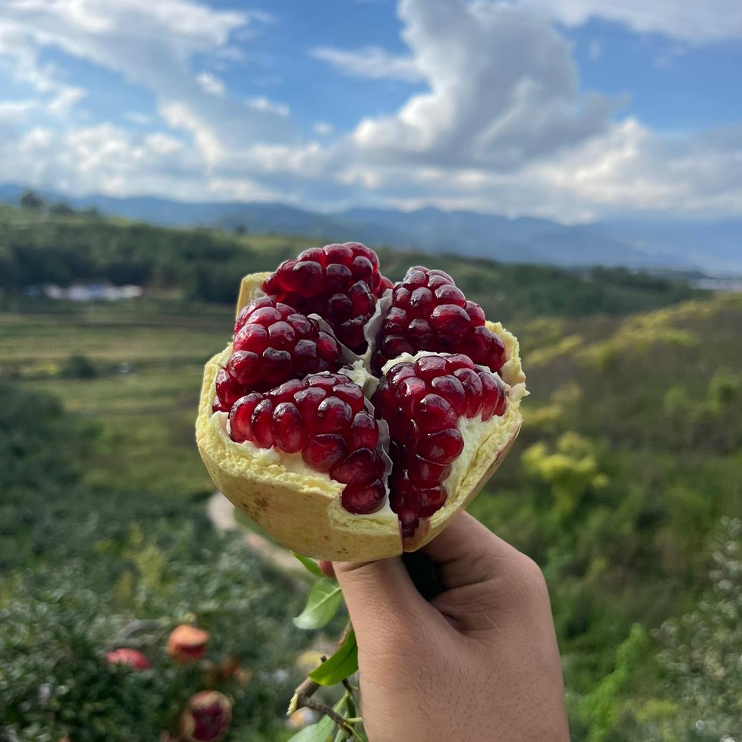 阿乐水果经营部