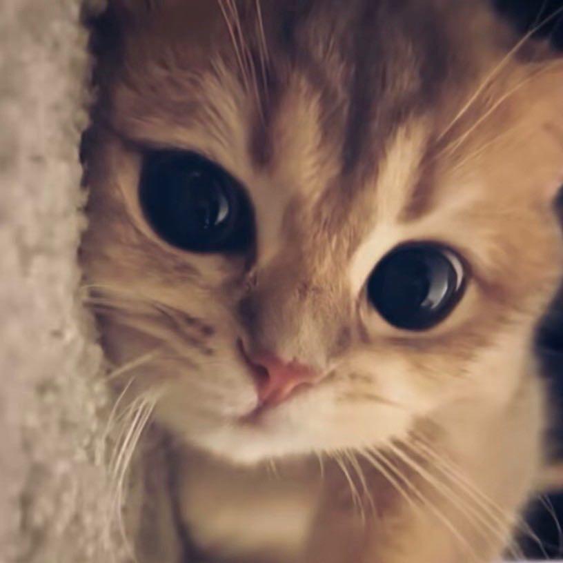 猫和你^